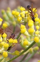 Camponotus semitestaceus