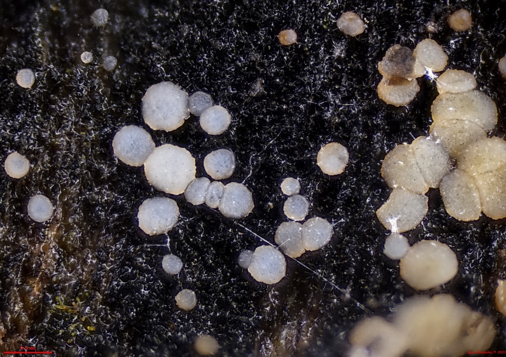 Strossmayeria basitricha