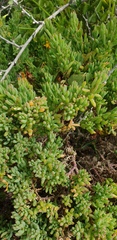 Threlkeldia diffusa