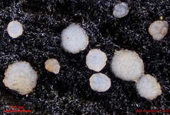 Strossmayeria basitricha