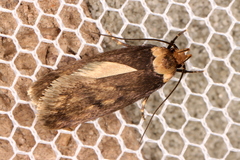 Mimobrachyoma maculifera