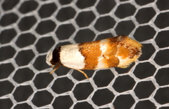 Euphiltra eroticella