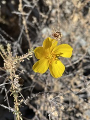 Balbisia verticillata
