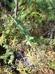 Pimelea tomentosa