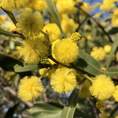 Acacia saligna