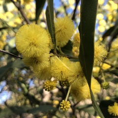 Acacia saligna
