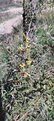 Berberis chilensis