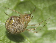Theridion murarium