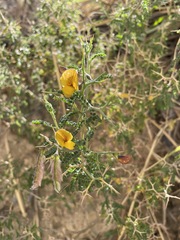 Adesmia miraflorensis