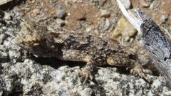 Agama anchietae