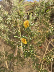 Adesmia miraflorensis