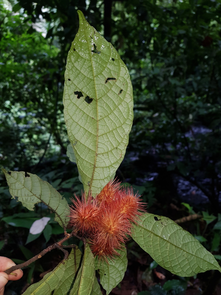 Sloanea guapilensis