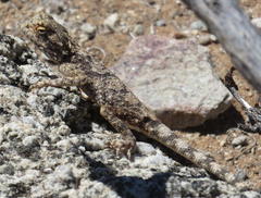 Agama anchietae