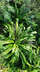 Tupistra nutans
