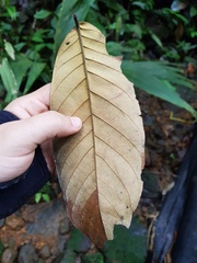 Tachigali costaricensis