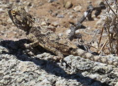 Agama anchietae
