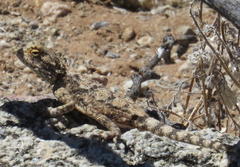 Agama anchietae
