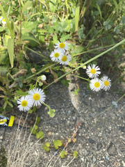 Erigeron