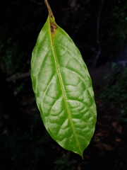 Desmopsis microcarpa
