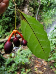 Desmopsis microcarpa