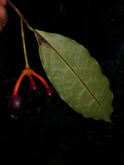 Desmopsis microcarpa