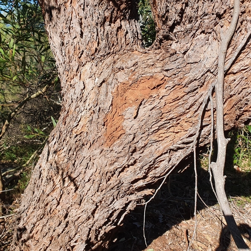 Image of Eucalyptus botryoides by (c) ronavery, some rights reserved (CC BY)
