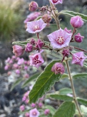 Commersonia magniflora