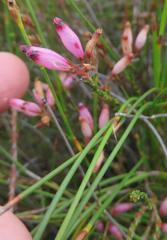 Erica cristata