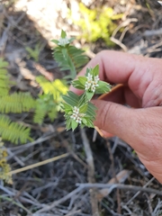 Pimelea tomentosa