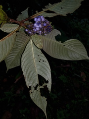 Palicourea pilosa
