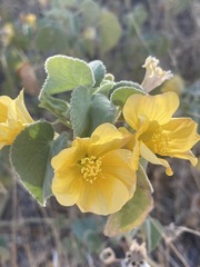 Abutilon leucopetalum