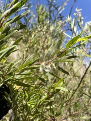 Escallonia angustifolia