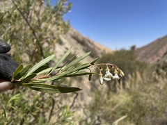 Escallonia angustifolia