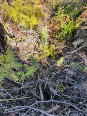 Pimelea tomentosa