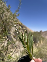Escallonia angustifolia