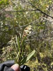 Escallonia angustifolia