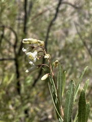 Escallonia angustifolia