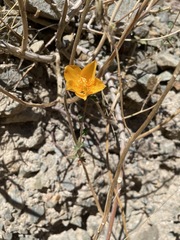 Mentzelia scabra chilensis
