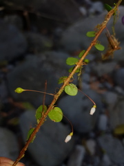Sphyrospermum buxifolium