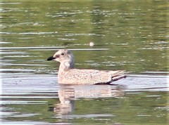 Larus argentatus × glaucescens