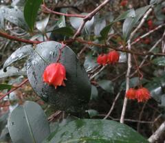 Pterocelastrus rostratus