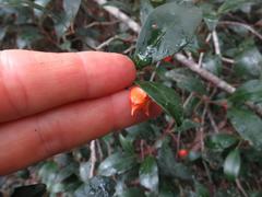 Pterocelastrus rostratus