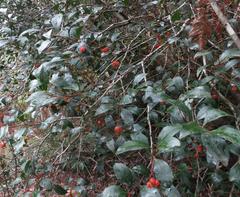 Pterocelastrus rostratus