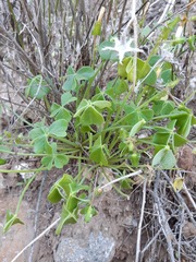 Oxalis megalorrhiza