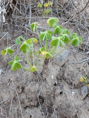 Oxalis megalorrhiza
