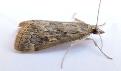 Loxostege allectalis