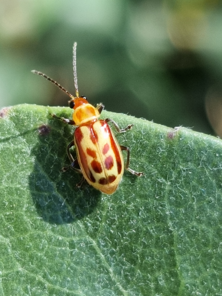 Paranapiacaba significata
