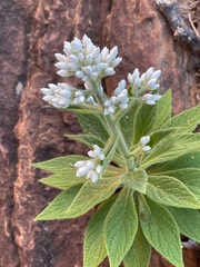 Cremnothamnus thomsonii