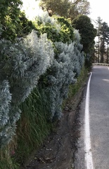 Artemisia arborescens