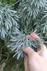 Artemisia arborescens